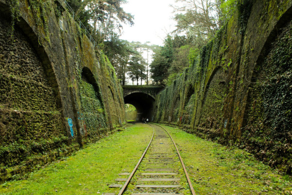 La nature est aujourd'hui omniprésente dans la Petite Ceinture parisienne.